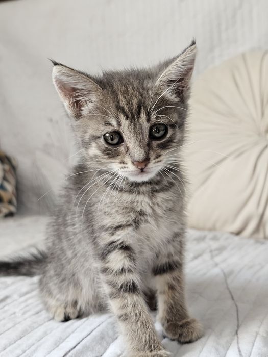 Отдаётся  котенок