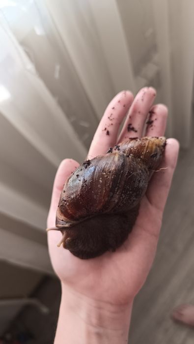 Продам маленьких улиток ахатин