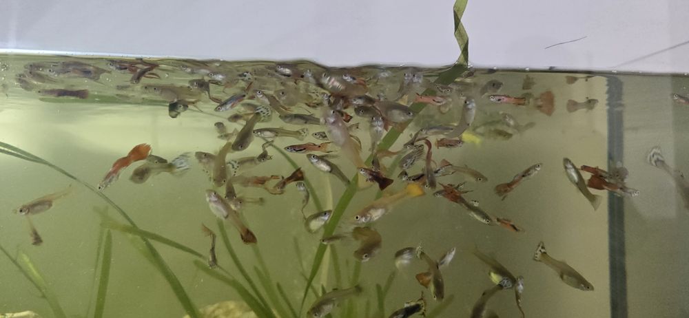 Vând pestisori acvariu
