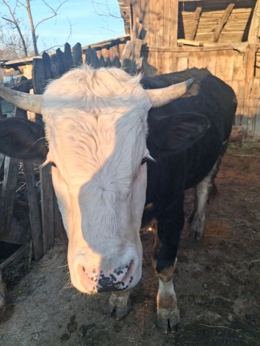 Vând Tqur vitel Angus