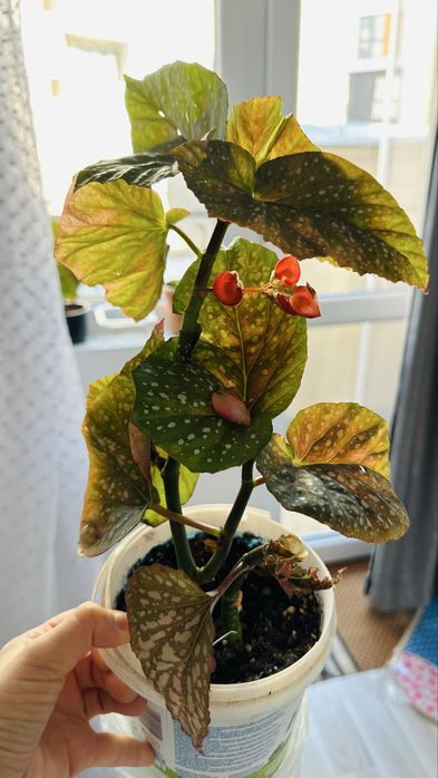 Бегонии по 10 лв за Варна лично предаване