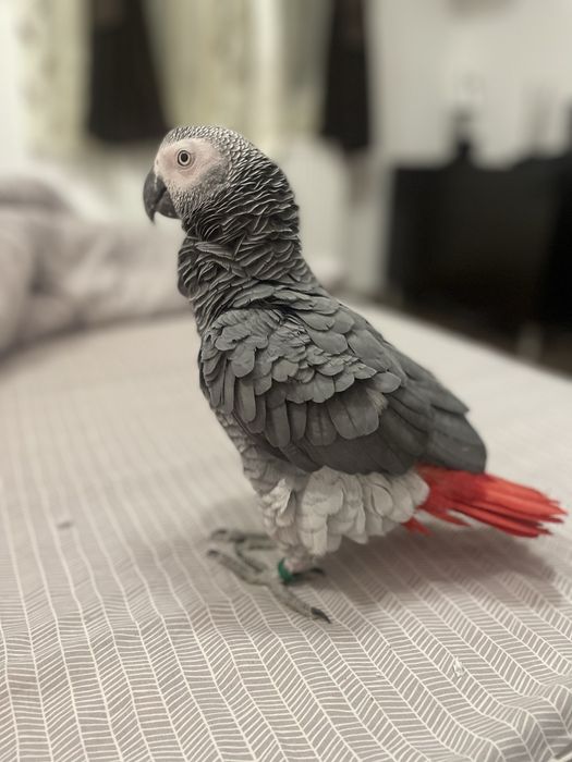 Papagal Jako de vanzare