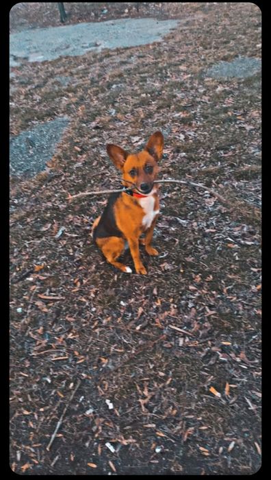 Разхождане на кучета – доверие и грижа