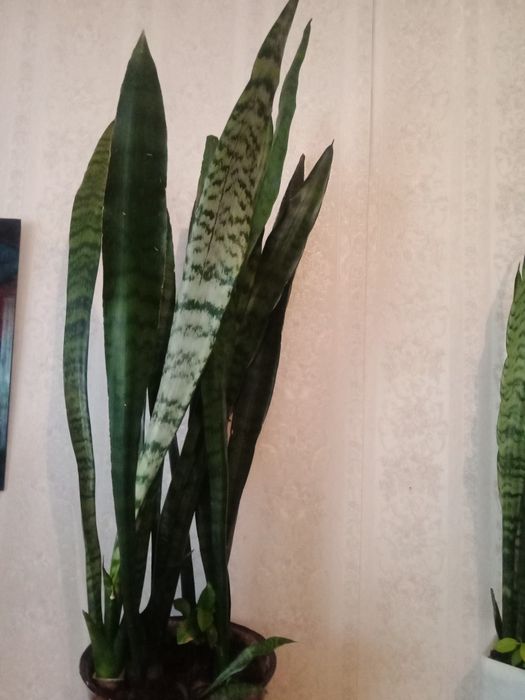 Сансевьерия, два вида .