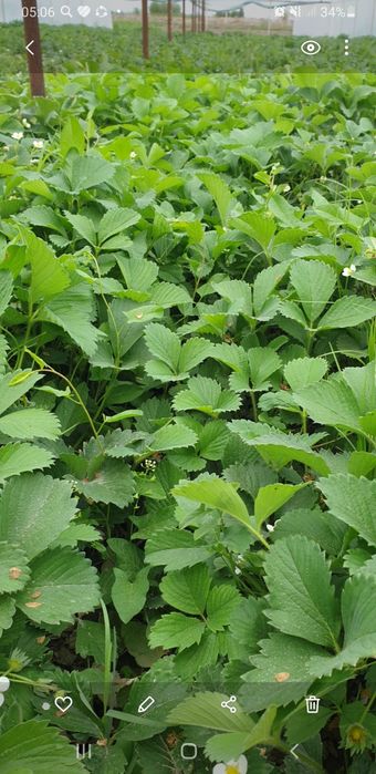 Клубника кучатларии сотилади