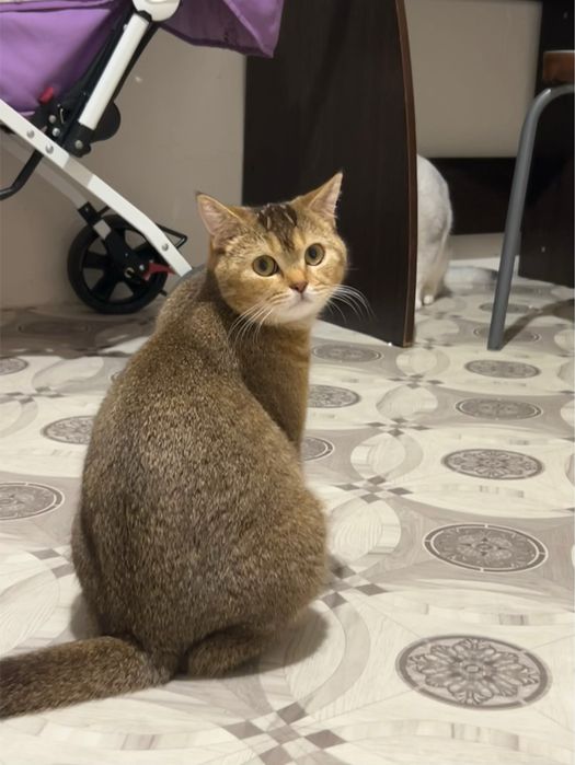 Отдам в добрые руки кошку