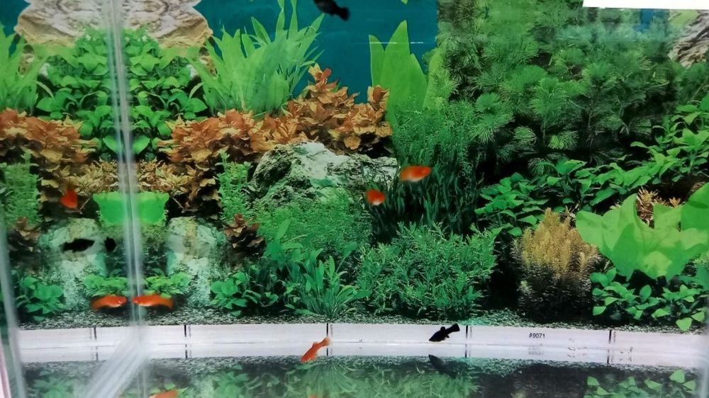 Аквариум балықтарымен