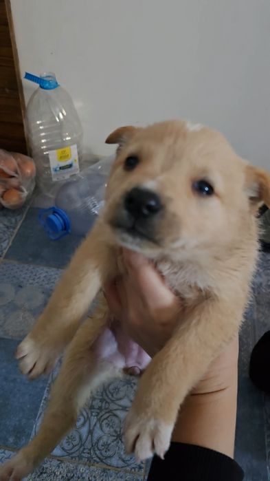 Щенок мальчик рн ст аэропорт