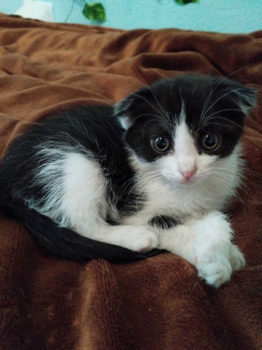 Отдам котят в хорошие руки