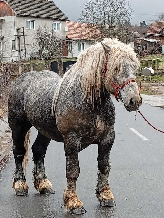 De vânzare armăsar