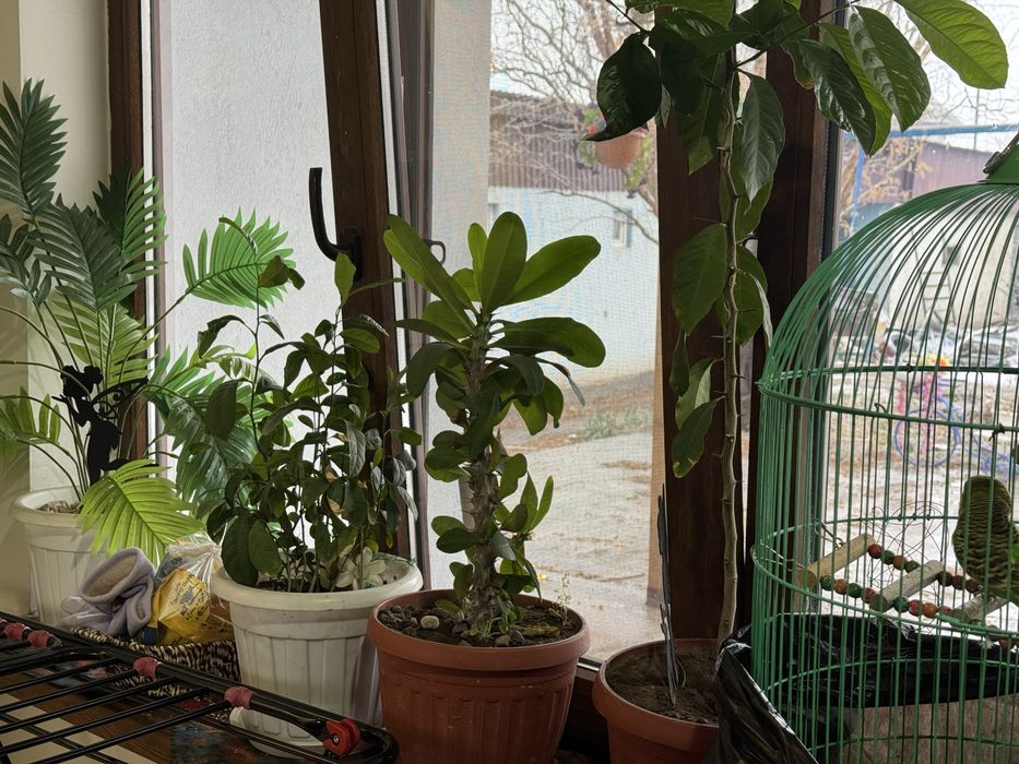 Продам 2 дома по соседству