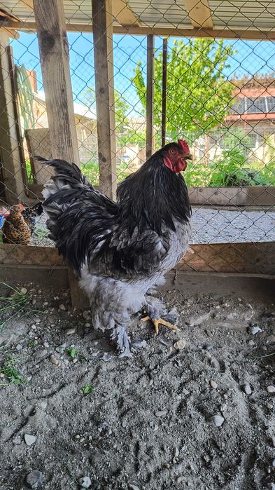 Găini brahma de vânzare