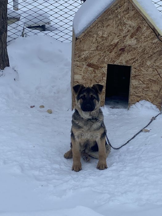 Ит сатамын,авчарка