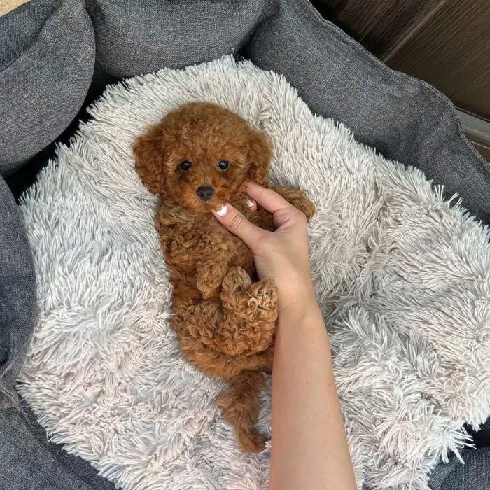 Vând Pudel mini roșcat/red, pedigree!