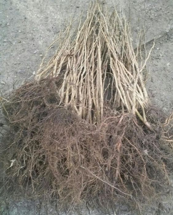 PUIETI de alun calitativi