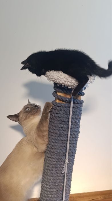 Чёрный котёнок — отдам даром в добрые руки!
Малышу 1 месяц.
Он ласковы