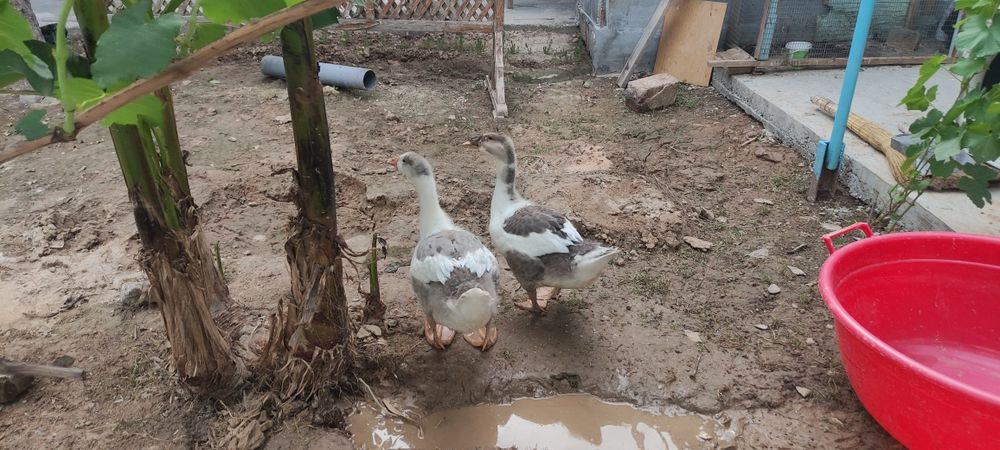 2 ёки 3 ойлик гоз оганимда 1 ойли гоз диганиди эгаси 1.5 бокдим