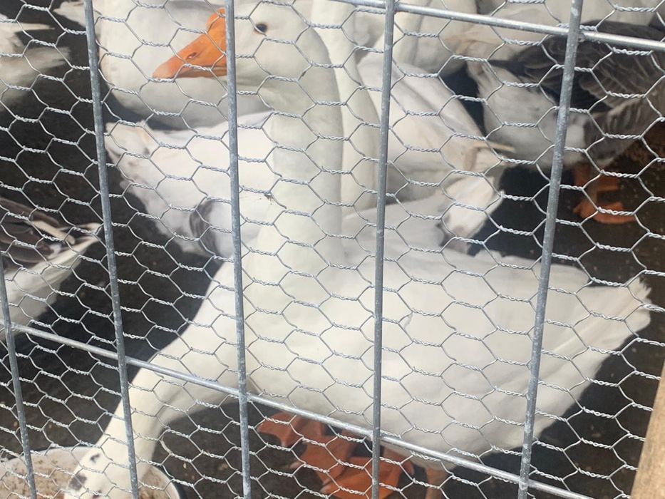 Gâște, un an, de vânzare