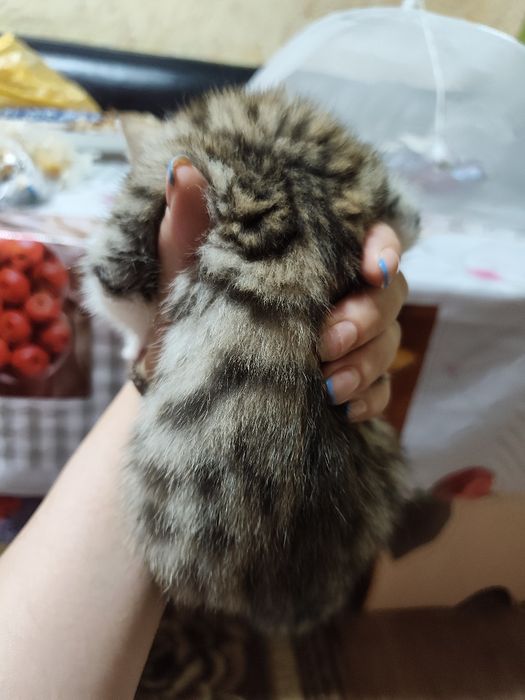 Отдам котенка добрые руки
