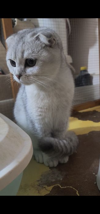 Зоттор британ киз мушук