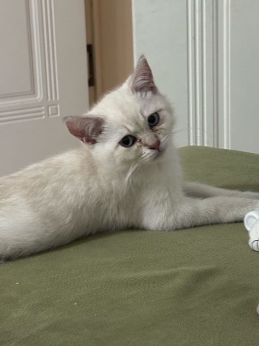 Шотландец котенок 4 месяцев