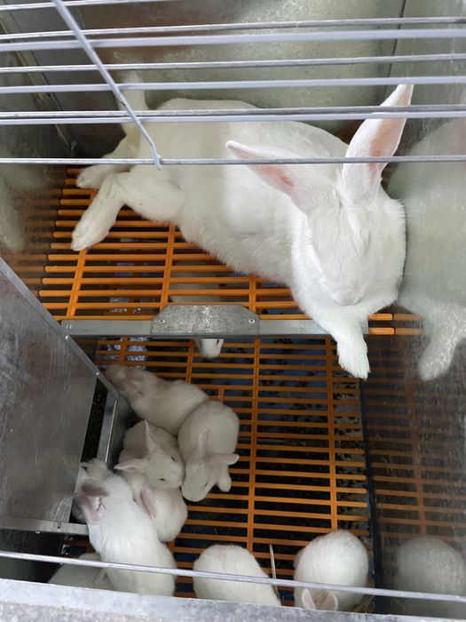 хиколь кролики (HIKOL)