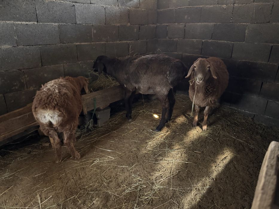 Продам баранов срочно