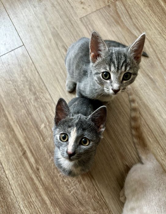 Котята в самые добрые руки