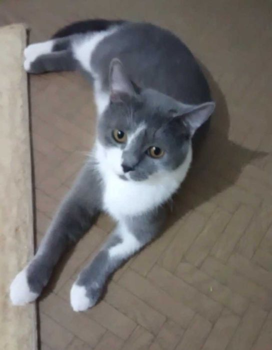 Ласковый котик ищет дом