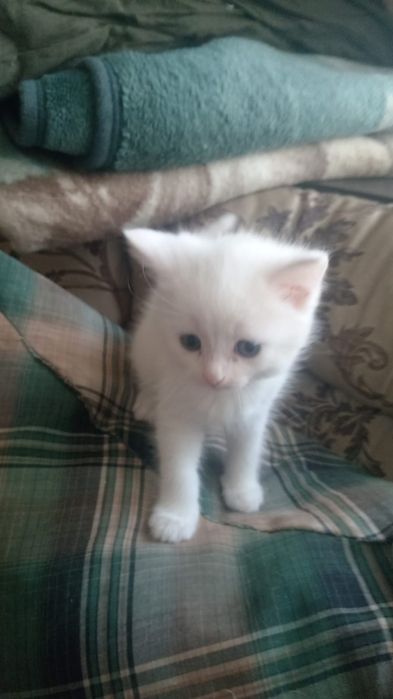 Отдам котят в добрые руки