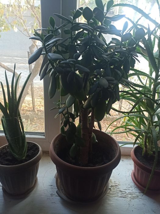 Денежное дерево 5 лет