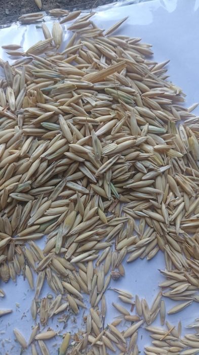 Ячмень.Платный чат! Все корма.