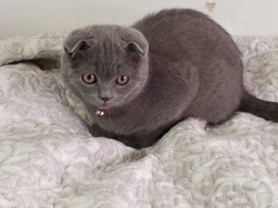 Шотландски котета момчета