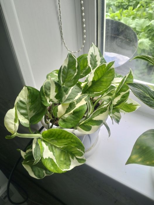 Комнатные растения