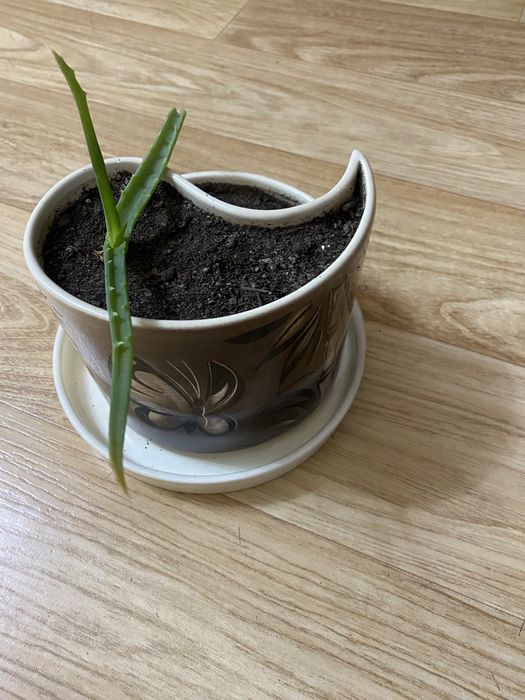 Горшок для цвнтов с поддоном