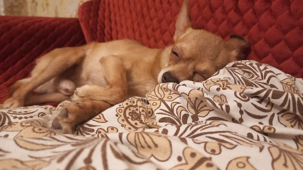 Кобель ищет невесту