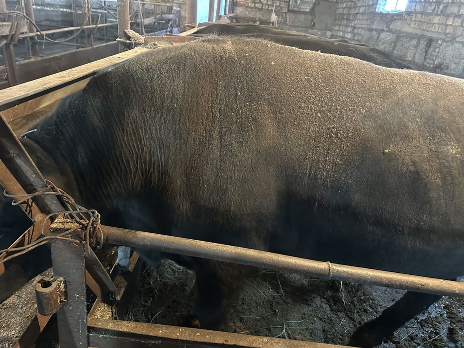Продам отличных откром быков