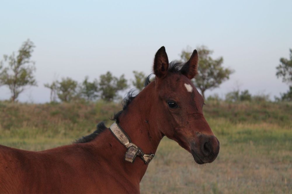 Таза қанды жабағы