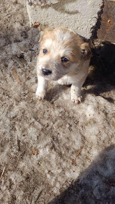 Отдам щенка мальчика