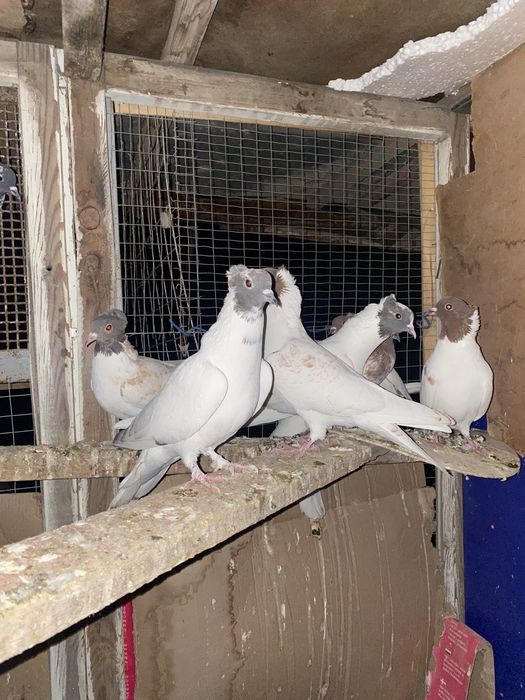 Голуби иранцы пара