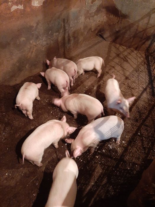 Продам поросят возраст 1мес