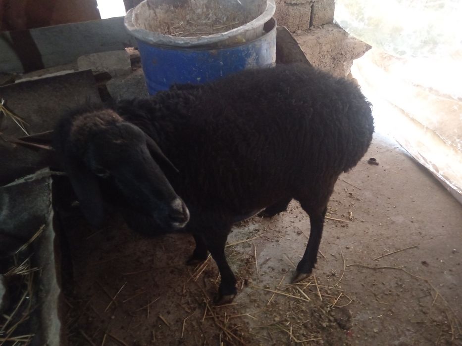 Sogliq bogoz Nasldor yirik qoylar urgochi койлар богоз  соглик наслдлр