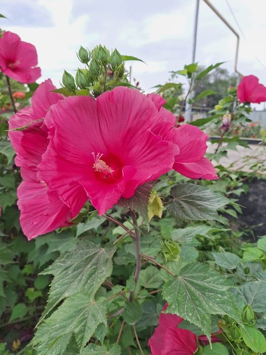 Гибискус травянистый