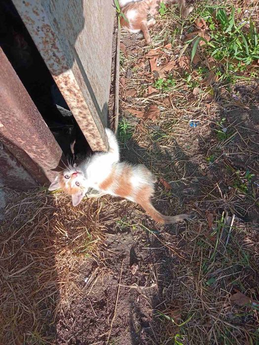 Спешно! Прекрасни котета търсят своя Човек!