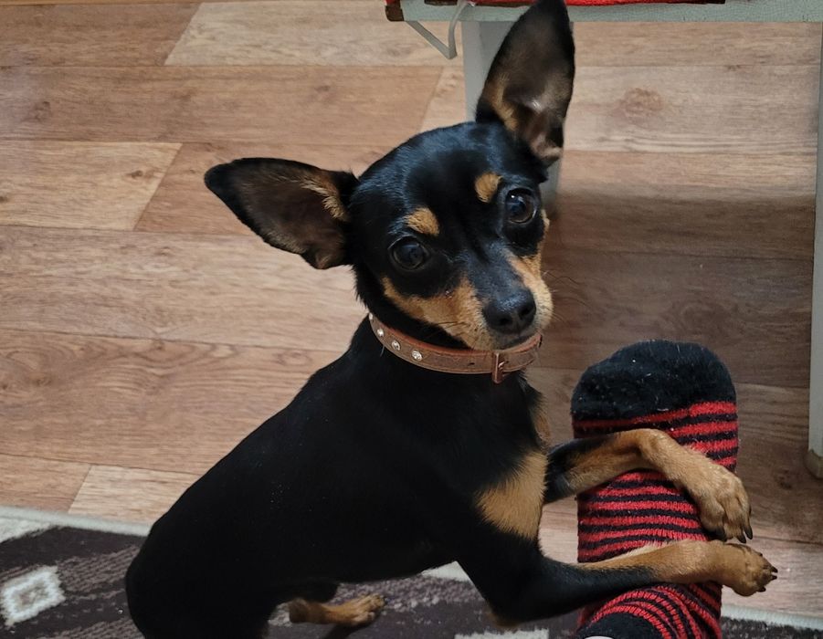 Той-терьер для вязки