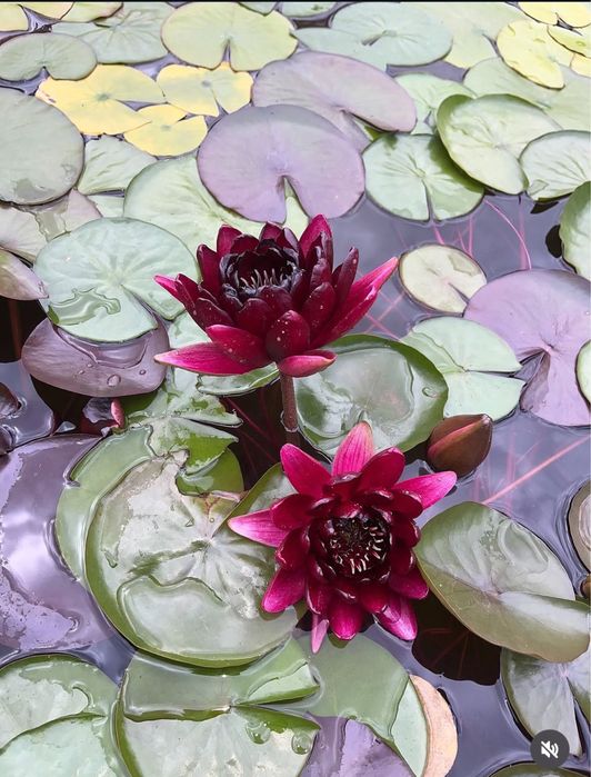 Нимфеи, водные лилии