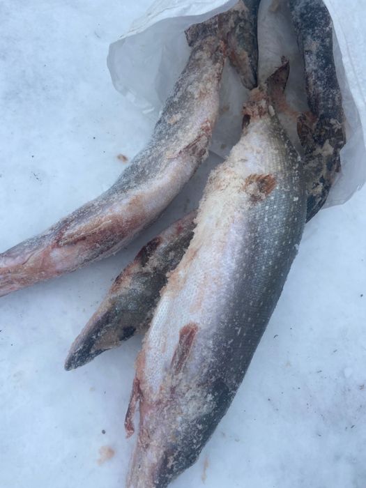 Иргизская рыба