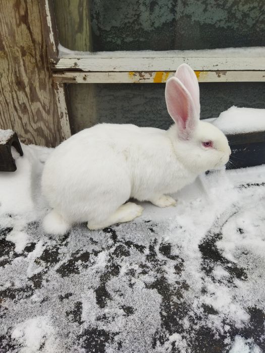Продам молодого кролика