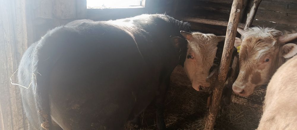 Продается молодняк