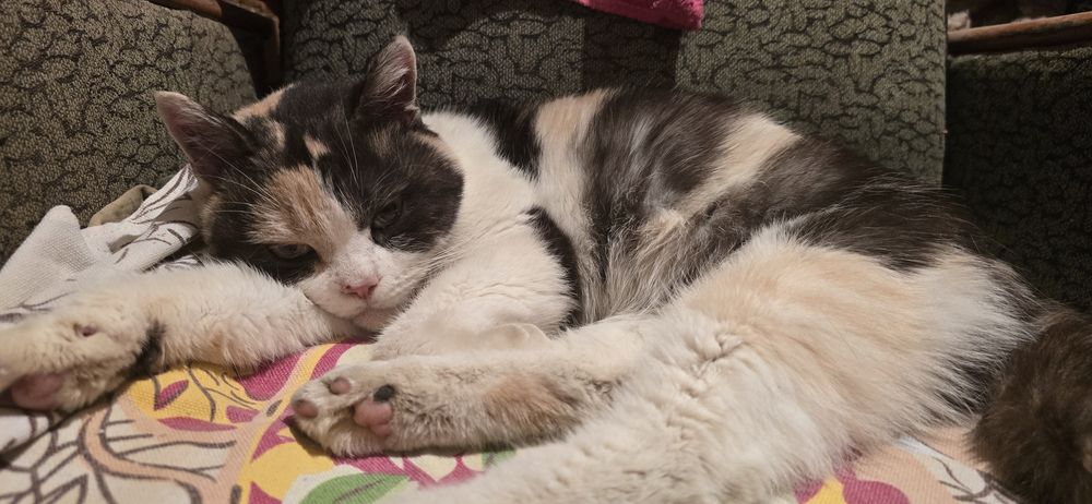 Кошечка ищет дом